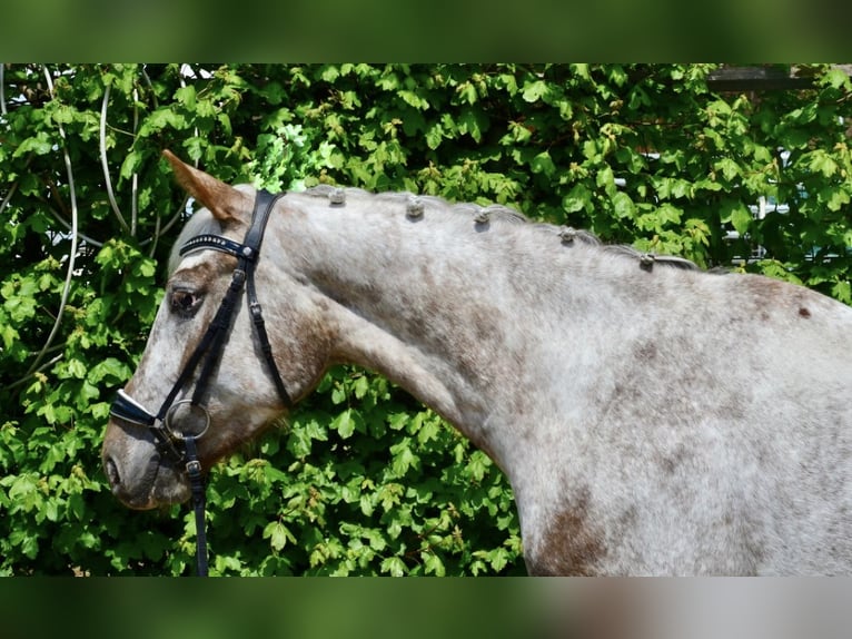 Appaloosa Klacz 6 lat 158 cm Tarantowata in Würzburg