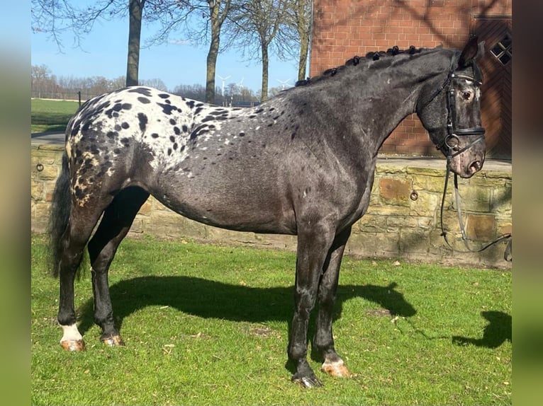 Appaloosa Klacz 6 lat 160 cm Karosiwa in Hopsten