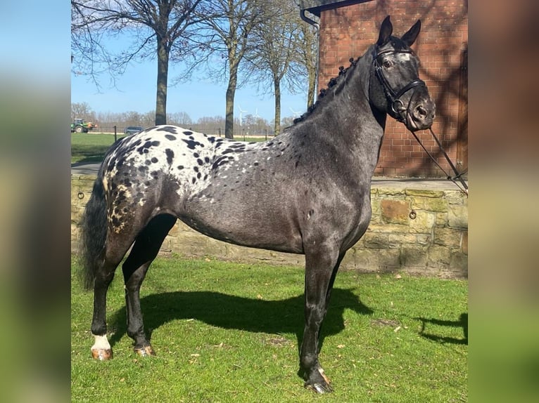 Appaloosa Klacz 6 lat 160 cm Karosiwa in Hopsten