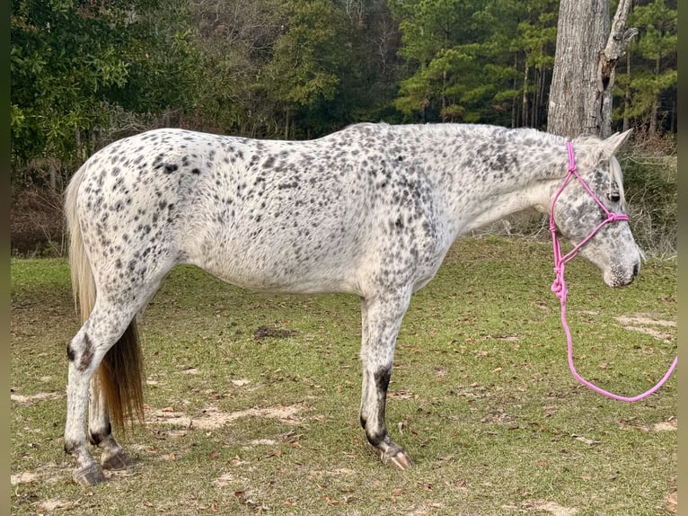 Appaloosa Klacz 7 lat 140 cm Tarantowata in Kentwood