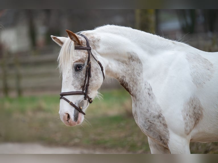 Appaloosa Klacz 7 lat 148 cm Siwa in GROTE-BROGEL