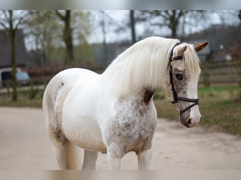 Appaloosa Klacz 7 lat 148 cm Siwa in GROTE-BROGEL