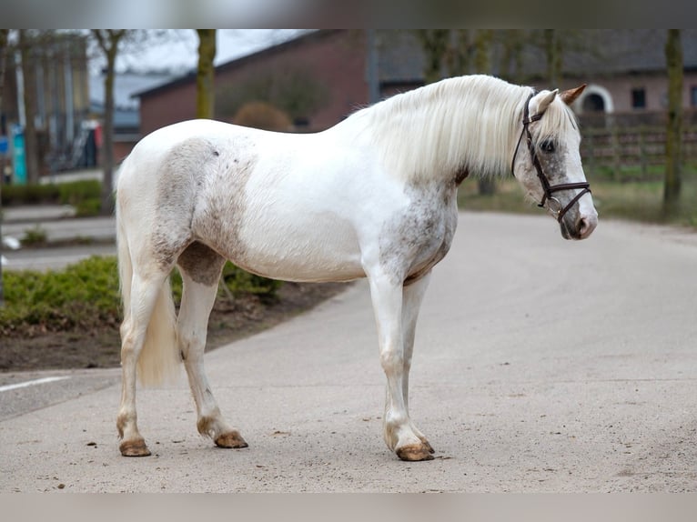 Appaloosa Klacz 7 lat 148 cm Siwa in GROTE-BROGEL