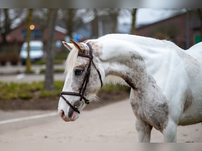 Appaloosa Klacz 7 lat 148 cm Siwa in GROTE-BROGEL