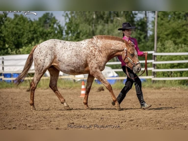 Appaloosa Klacz 7 lat 150 cm Biała in Doksy, Česká republika