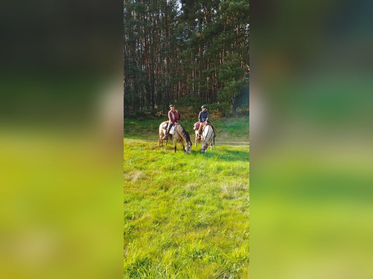 Appaloosa Klacz 7 lat 150 cm Biała in Doksy, Česká republika
