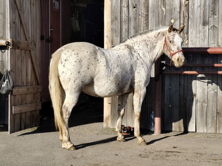 Appaloosa Klacz 7 lat 150 cm Biała in Doksy, Česká republika