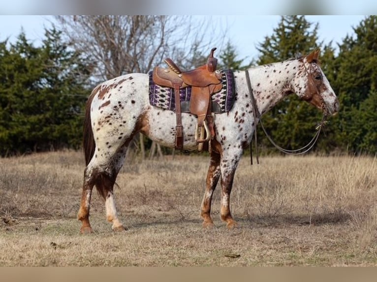 Appaloosa Klacz 7 lat 150 cm Ciemnokasztanowata in Perry