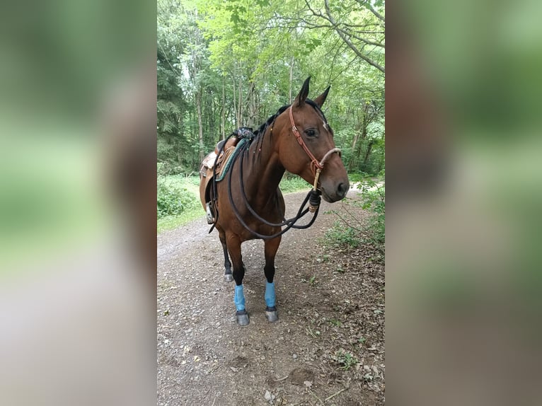 Appaloosa Klacz 7 lat 153 cm Ciemnogniada in Kempenich