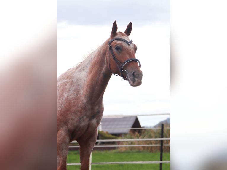 Appaloosa Klacz 7 lat 155 cm Tarantowata in Kirchbichl