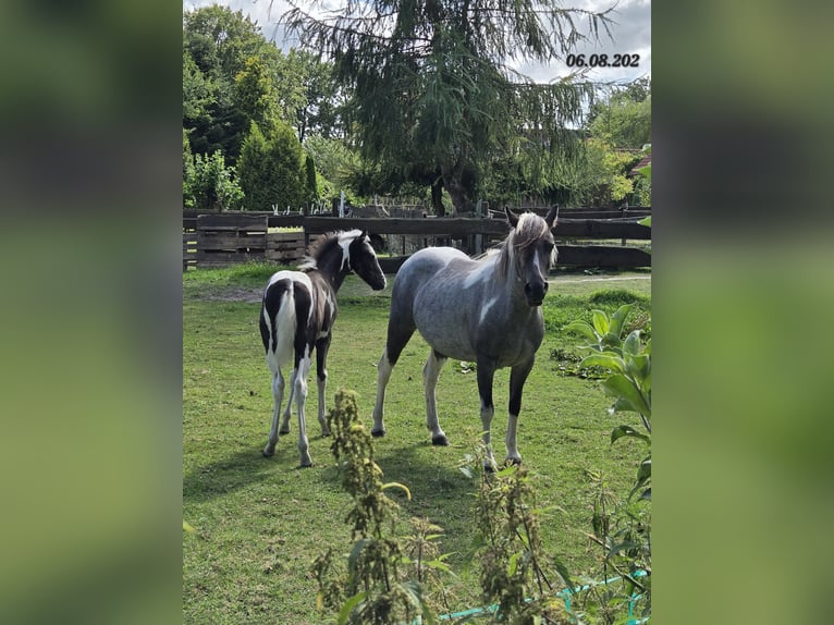 Appaloosa Mix Klacz 8 lat 125 cm Karodereszowata in Wittmund