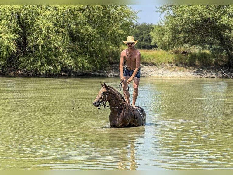 Appaloosa Klacz 8 lat 137 cm Ciemnokasztanowata in Fort Collins, CO