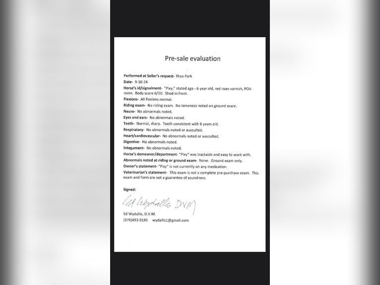 Appaloosa Klacz 8 lat 137 cm Ciemnokasztanowata in Fort Collins, CO