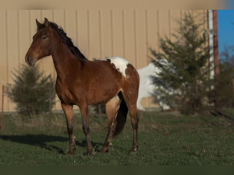 Appaloosa Klacz 8 lat 137 cm Gniada in Camp Cole, MO