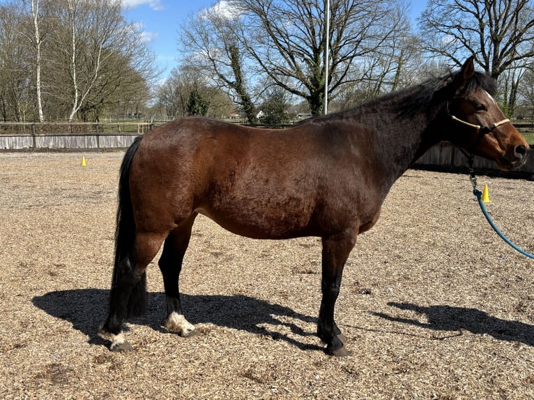 Appaloosa Klacz 8 lat 141 cm Gniada in Hagen im Bremischen