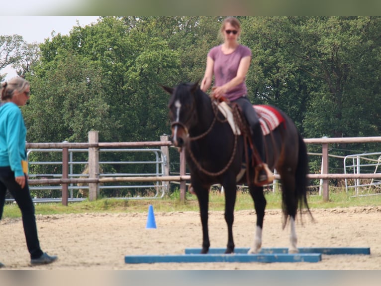 Appaloosa Klacz 8 lat 151 cm Gniada in Oldenburg