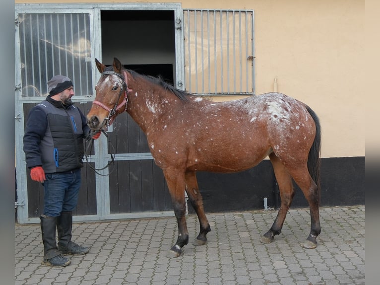 Appaloosa Klacz 8 lat 152 cm Tarantowata in Buttstädt