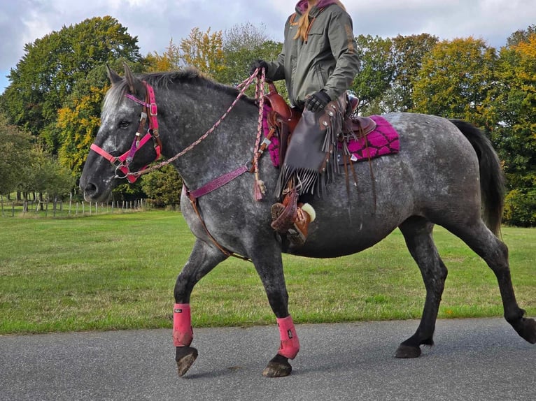 Appaloosa Mix Klacz 8 lat 154 cm Tarantowata in Linkenbach