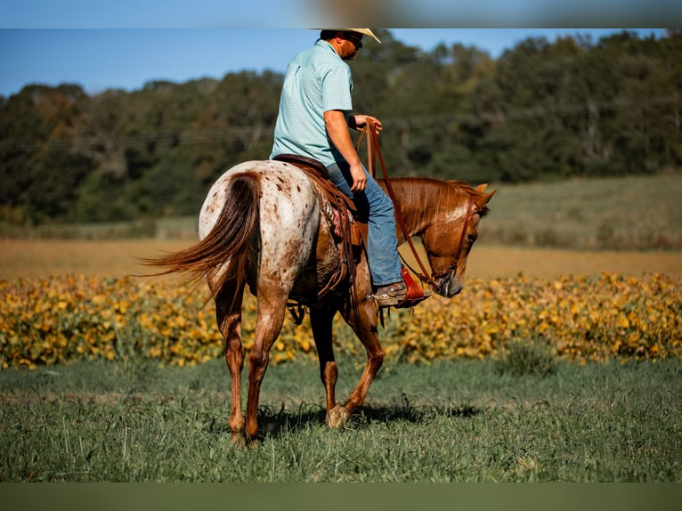 Appaloosa Klacz 8 lat 155 cm Ciemnokasztanowata in Santa Fe