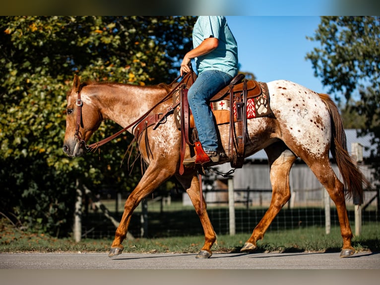 Appaloosa Klacz 8 lat 155 cm Ciemnokasztanowata in Santa Fe
