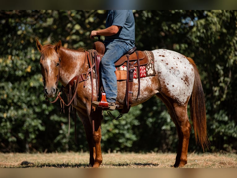 Appaloosa Klacz 8 lat 155 cm Ciemnokasztanowata in Santa Fe