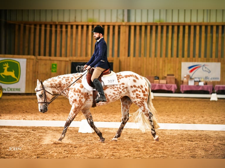 Appaloosa Klacz 8 lat Jelenia in TOULOUSE