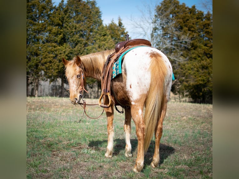 Appaloosa Klacz 9 lat 142 cm in Greenville KY