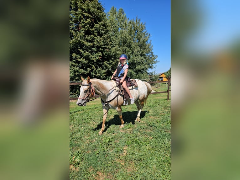 Appaloosa Klacz 9 lat 147 cm  in Sveta Ana