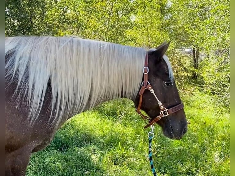 Appaloosa Klacz 9 lat 150 cm Gniada in Fishtail MT
