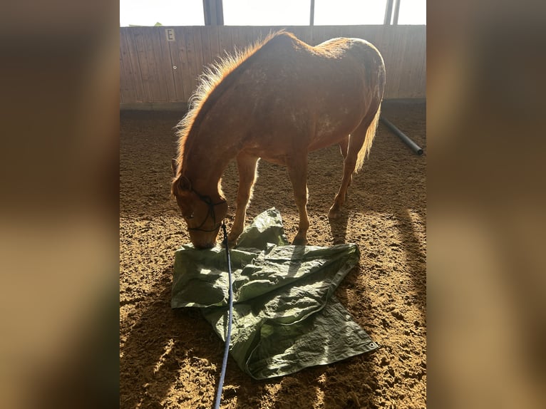 Appaloosa Klacz 9 lat 153 cm Kasztanowata in Wartberg ob der Aist