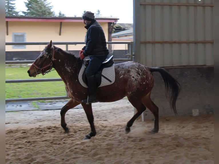 Appaloosa Klacz 9 lat 153 cm Tarantowata in Buttstädt