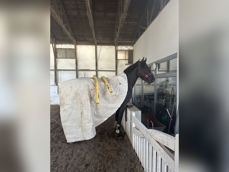 Appaloosa Mix Klacz 9 lat 155 cm Ciemnogniada in Ziesendorf