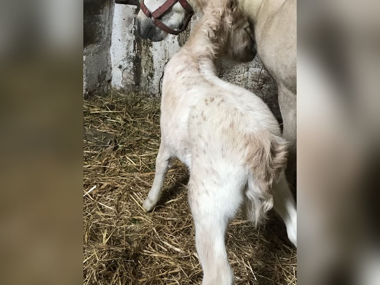 Appaloosa Mix Klacz Źrebak (04/2024) 100 cm Tarantowata in Wschowa