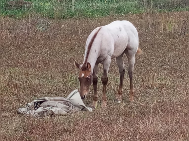 Appaloosa Klacz Źrebak (01/2024) 148 cm Kasztanowatodereszowata in Skurup