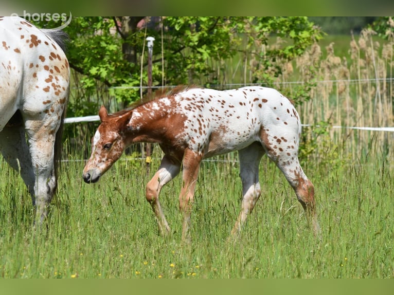 Appaloosa Klacz Źrebak (04/2026) 155 cm Ciemnokasztanowata in Neuhausen