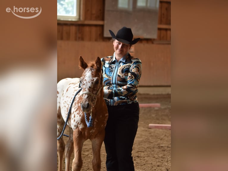 Appaloosa Klacz Źrebak (04/2026) 155 cm Ciemnokasztanowata in Neuhausen