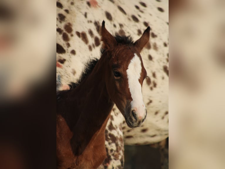 Appaloosa Klacz Źrebak (03/2026) 155 cm Gniada in Globoko