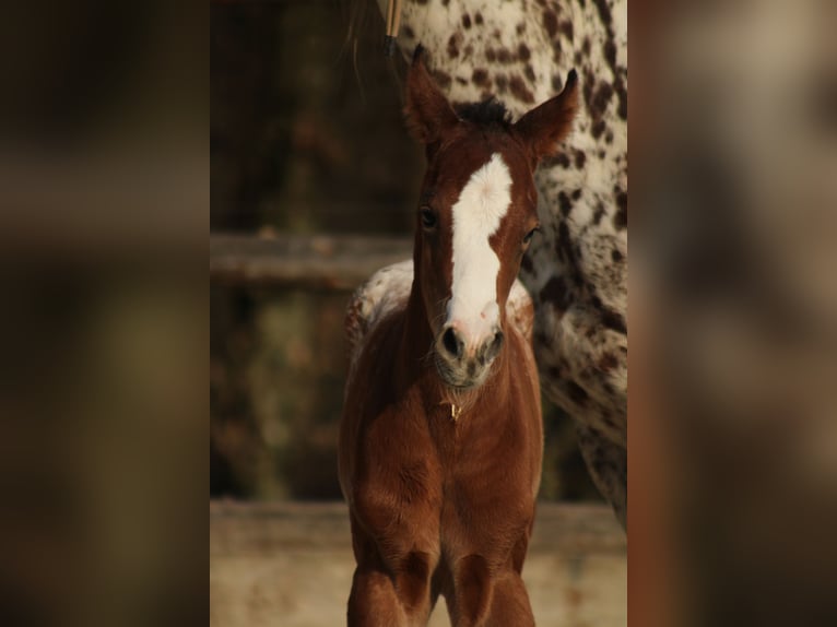 Appaloosa Klacz Źrebak (03/2026) 155 cm Gniada in Globoko