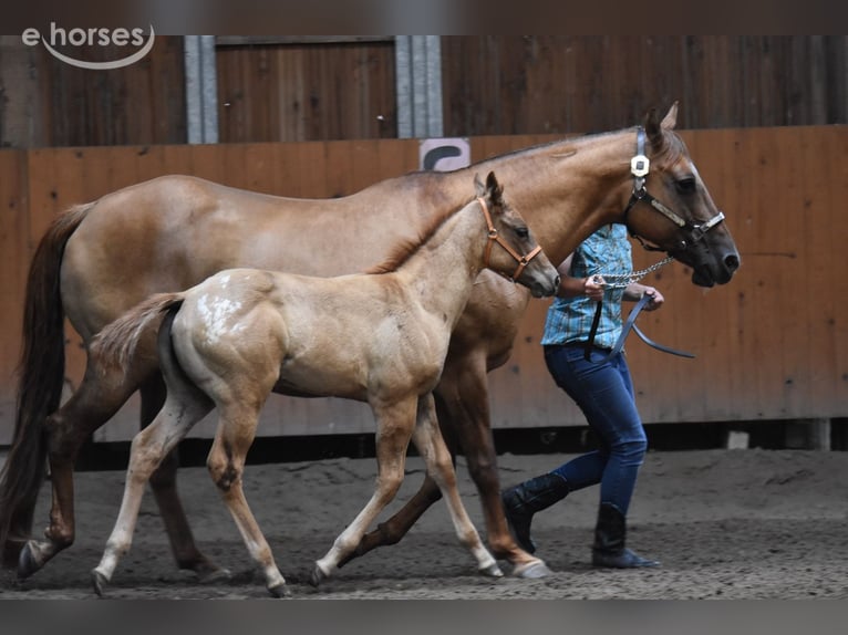 Appaloosa Klacz Źrebak (04/2026) 155 cm Jelenia in Neuhausen
