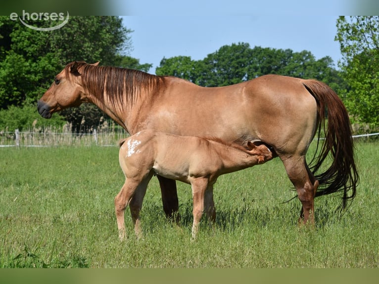 Appaloosa Klacz Źrebak (04/2026) 155 cm Jelenia in Neuhausen