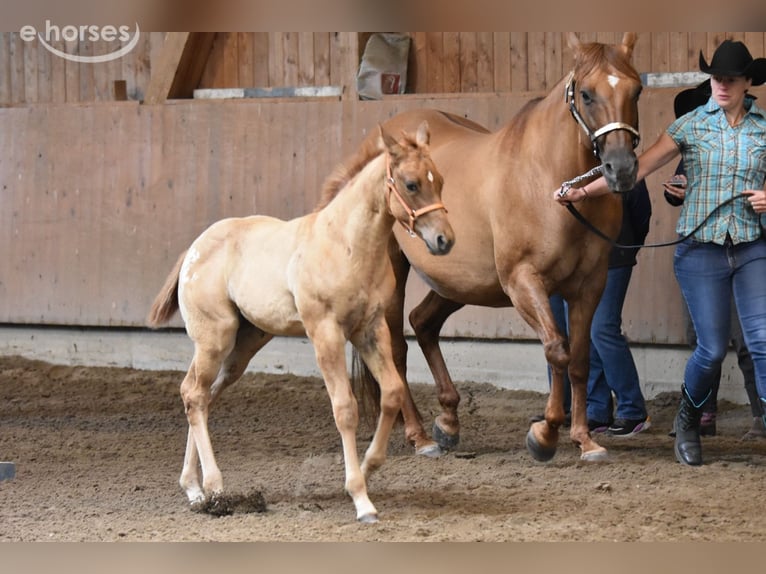 Appaloosa Klacz Źrebak (04/2026) 155 cm Jelenia in Neuhausen