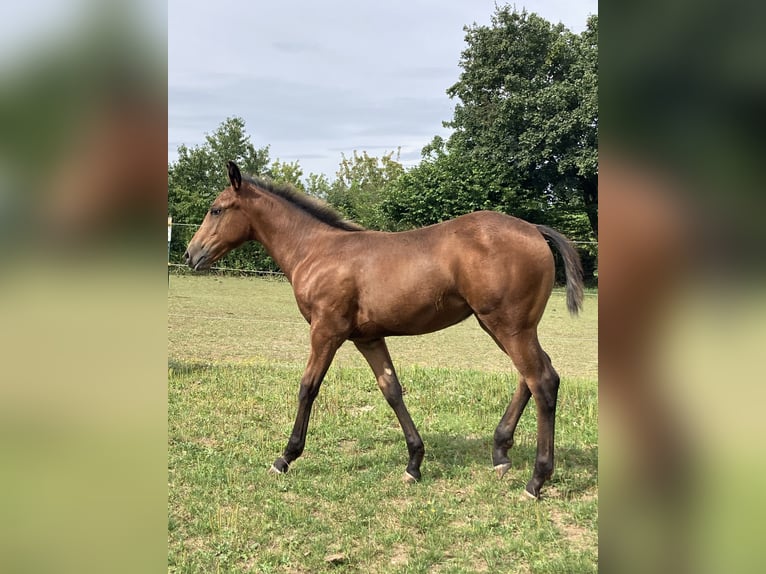 Appaloosa Klacz Źrebak (04/2024) 155 cm Overo wszelkich maści in Pappenheim