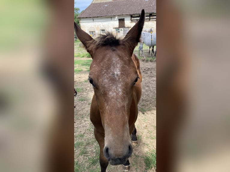 Appaloosa Klacz Źrebak (04/2024) 155 cm Overo wszelkich maści in Pappenheim