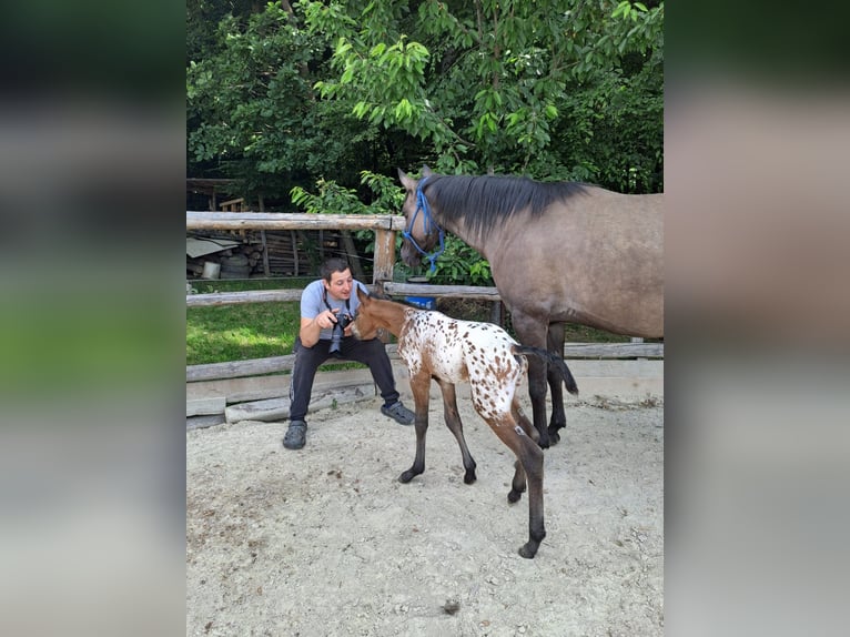 Appaloosa Klacz Źrebak (05/2026) 155 cm Tarantowata in Globoko