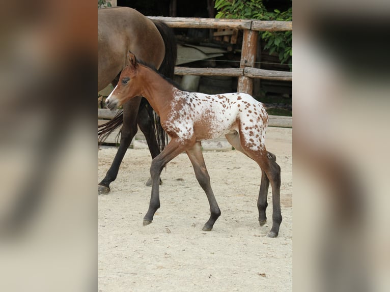 Appaloosa Klacz Źrebak (05/2026) 155 cm Tarantowata in Globoko