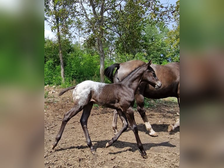 Appaloosa Klacz Źrebak (07/2024) 156 cm Kara in Ternitz