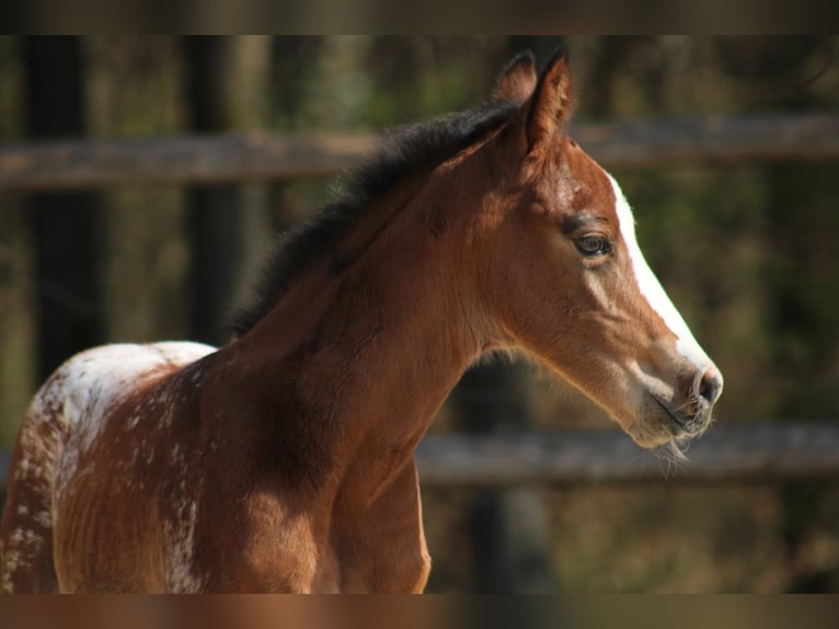 Appaloosa Klacz Źrebak (03/2026) 157 cm Tarantowata in Globoko