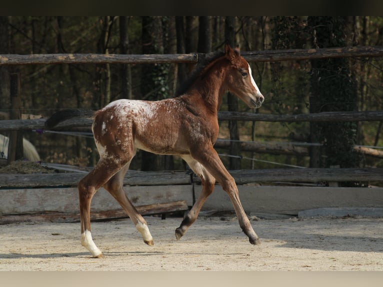 Appaloosa Klacz Źrebak (03/2026) 157 cm Tarantowata in Globoko