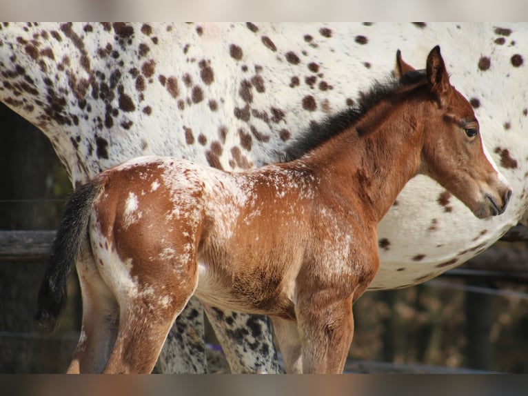 Appaloosa Klacz Źrebak (03/2026) 157 cm Tarantowata in Globoko