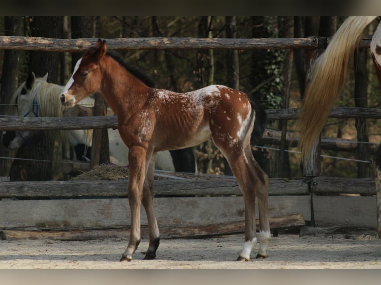 Appaloosa Klacz Źrebak (03/2026) 157 cm Tarantowata in Globoko
